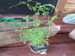 Мята Земляника мелколистная