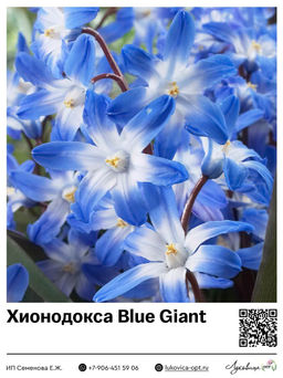 Хионодокса Blue Giant