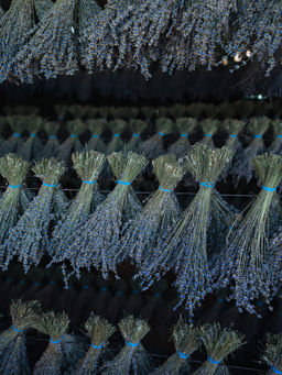 Букет лаванды крымской Синева - Травы горного крыма фото 12