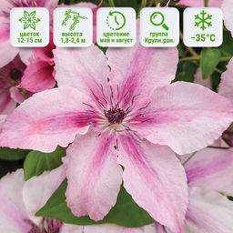 Клематис Пинк Фэнтези - Долина роз фото 5