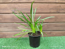 Лиатрис колосковидный (Spicata) 10шт - Долина роз фото 3