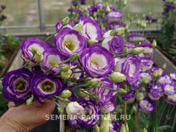 Эустома срезочная махровая голубая Принцесса Каролина - Партнер фото 7