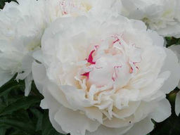 Пион Festiva Maxima (Фестива Максима) - Долина роз фото 3