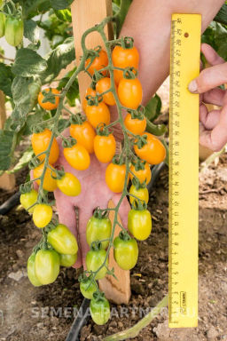 Томат Черри Магнифика - Партнер фото 5