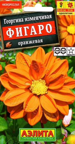 Георгина Фигаро оранжевый махровый 7шт. (Аэлита)