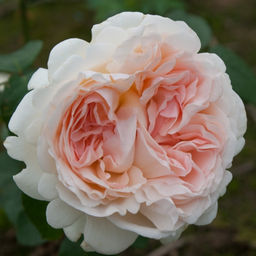 Роза Себастьян Кнейп