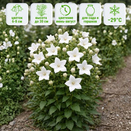 Ширококолокольчик (платикодон) белый