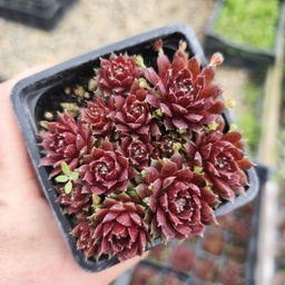 Молодило Хамелеон - Долина роз фото 3