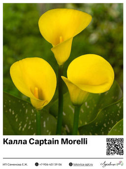 Калла Captain Morelli