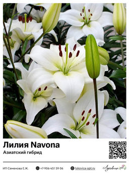 Лилия Navona (Азиатский гибрид)