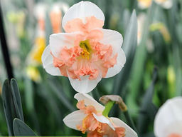 Нарцисс Pink Wonder (Пинк Уандер) - Долина роз фото 3