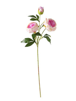 Цветы искусственные «Пион Бьорг», h=65 см, d=8.5 см, бело-сиреневые