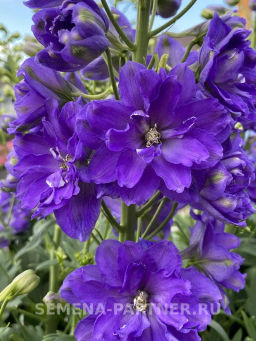 Дельфиниум Пэйген Перплс - Партнер фото 4