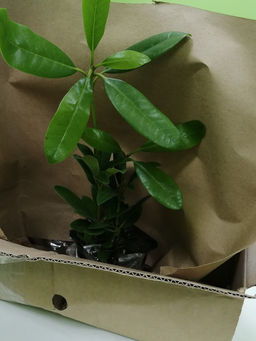 Рододендрон Катевбинский Грандифлорум