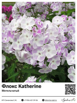 Флокс Katherine (Метельчатый)