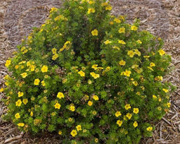 Лапчатка кустарниковая Голден Тауэр С5