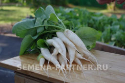 Редис Светлячок - Партнер фото 3