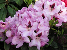 Рододендрон Lugano (Лугано) - Долина роз фото 8