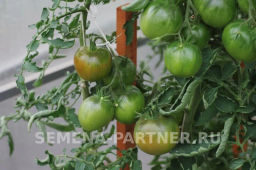 Томат Ниагус - Партнер фото 5