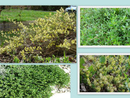 Ива ползучая Грин Карпет - Долина роз фото 2