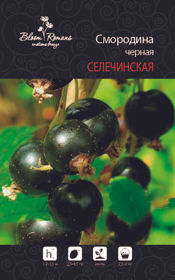 Смородина черная Селечинская 2
