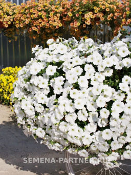 Петуния Зацветёт Long Айс Квин многоцветковая ампельная - Партнер фото 8