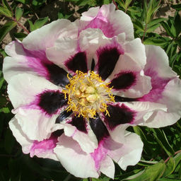 Пион рока Врата Храма