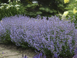 Котовник Фассена Блю Вандер - Долина роз фото 3