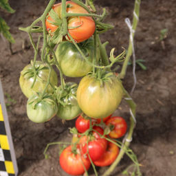 Томат ВОЛОВЬЕ СЕРДЦЕ Мясистый гигант! - Уральский дачник фото 3