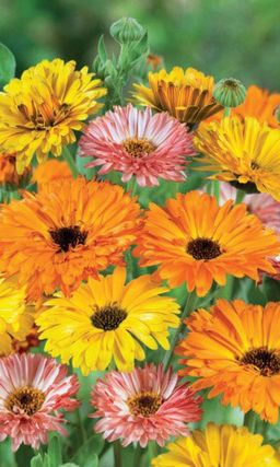 Календула СМЕСЬ ОКРАСОК