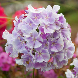 Флокс метельчатый Франс Шуберт - Долина роз фото 3