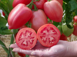 Томат Сулейман - Партнер фото 5