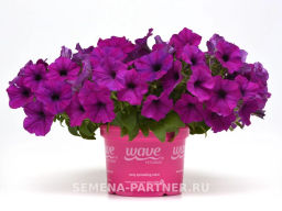 Петуния Изи Вэйв Виолет каскадно-ампельная - Партнер фото 5