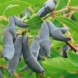 Жимолость Бакчарский Великан (коробка) 1шт