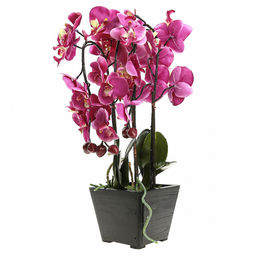 Цветочная композиция "Орхидея" 37см, в деревянном кашпо 11,5х11,5см h10см, цвет фуксия (Китай)
