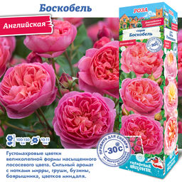 Роза Боскобель (Английская) 1шт