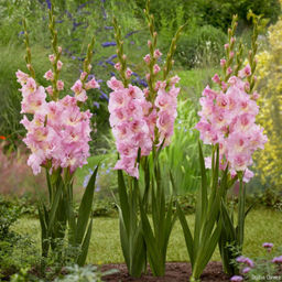 Гладиолус Magenta Princess / Vladivostok (Гофрированный) - Голландские луковицы фото 2