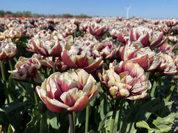 Тюльпан Виндхем - Долина роз фото 2