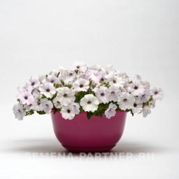 Петуния Изи Вэйв Сильвер каскадно-ампельная белая - Партнер фото 6