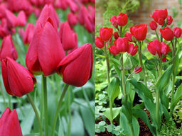 Тюльпан Merry Go Round (Мерри Гоу Раунд)