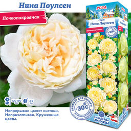 Роза Нина Поулсен (Почвопокровная) 1шт