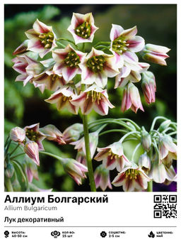 Аллиум Bulgaricum (Лук декоративный) - Голландские луковицы фото 2