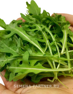 Рукола Триция - Партнер фото 4