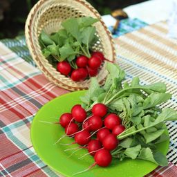 Редис КРАСА АЛТАЯ  Раннеспелый! Теневыносливый! В холодильнике хранится до 30 дней! Сибирская селекция! - Уральский дачник фото 4