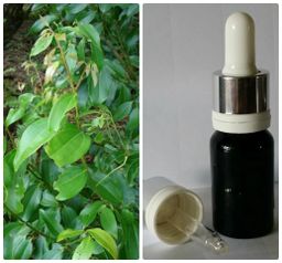 16 Эфирное масло корицы (листья и побеги) Cinnamomum cassia, 5 мл