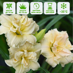 Лилейник Боул Оф Крим