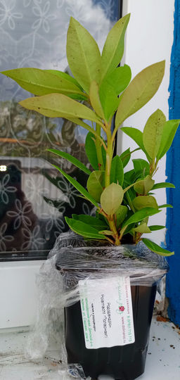 Рододендрон Поларнахт