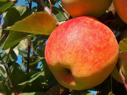 Яблоня Чемпион