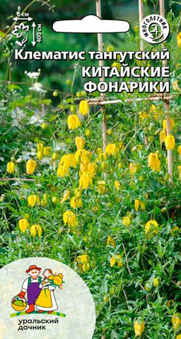 Клематис КИТАЙСКИЕ ФОНАРИКИ  Тип тангутский