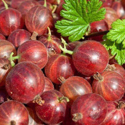 Крыжовник Аристократ